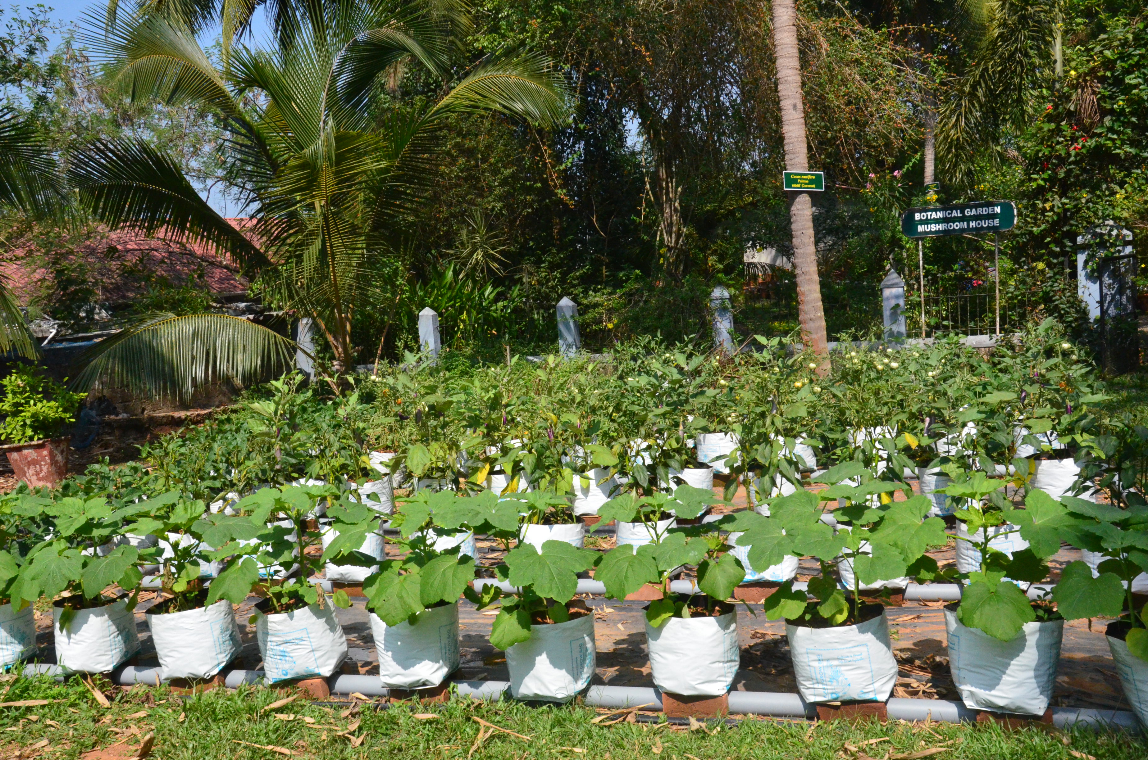 Nirmala College Muvattupuzha Tree Plantation photo 3