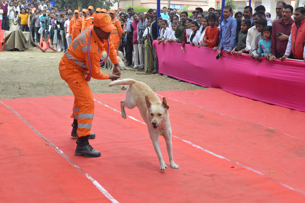 Bihar Animal Sciences University Patna Sports photo 2