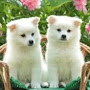 Pramod KR