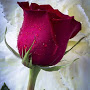 Samirn Mondal