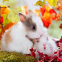 Kabilan
