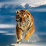 Dhasarathan.D