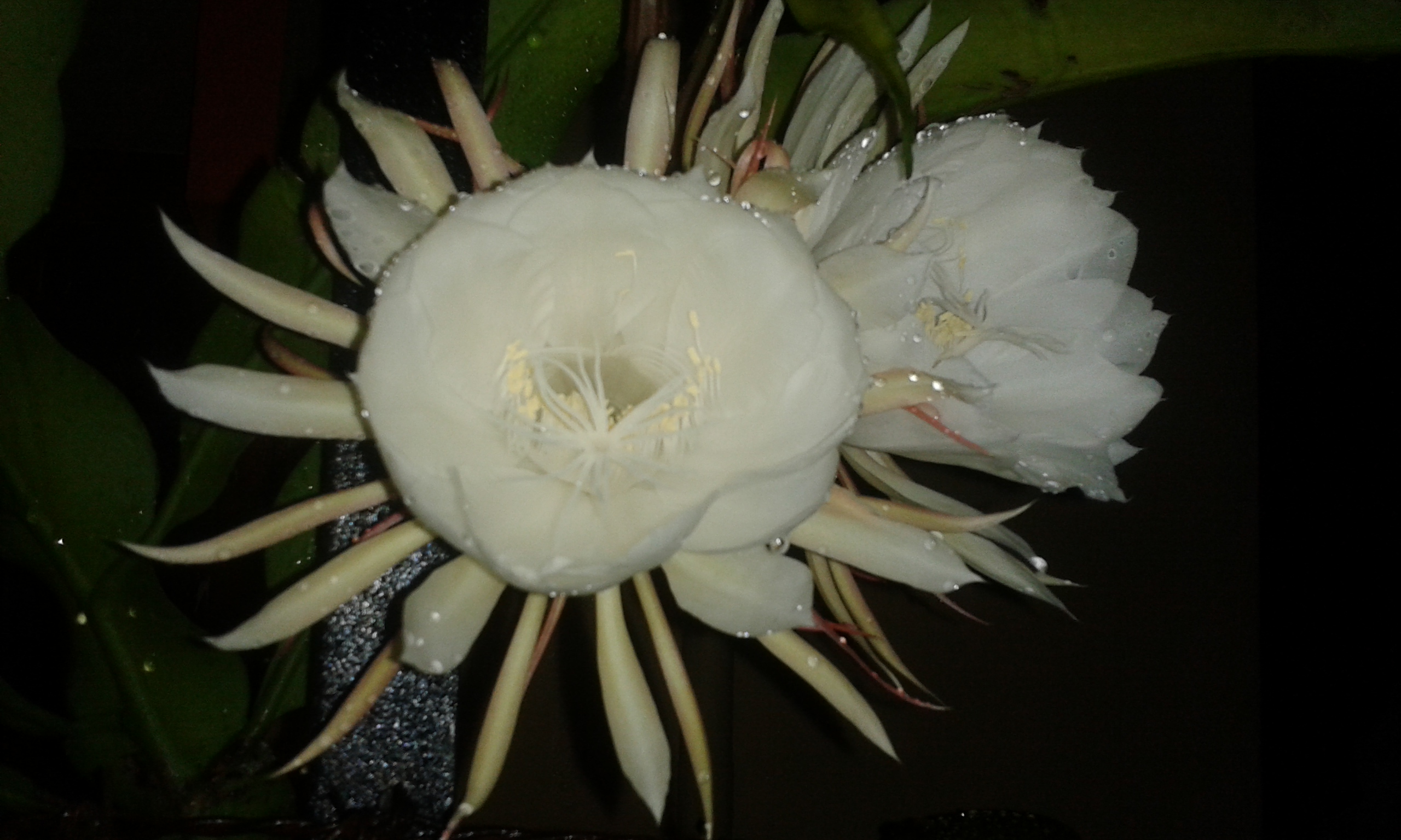 S V Jadhav