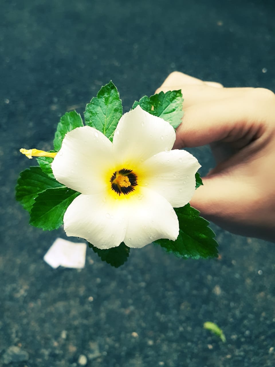 Velankanni Flora.A
