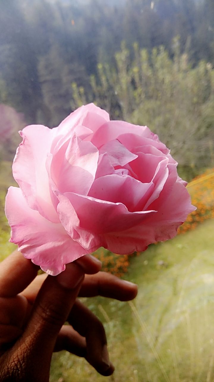 Chhavi