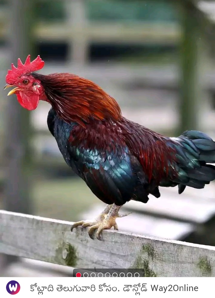 Dhanraj