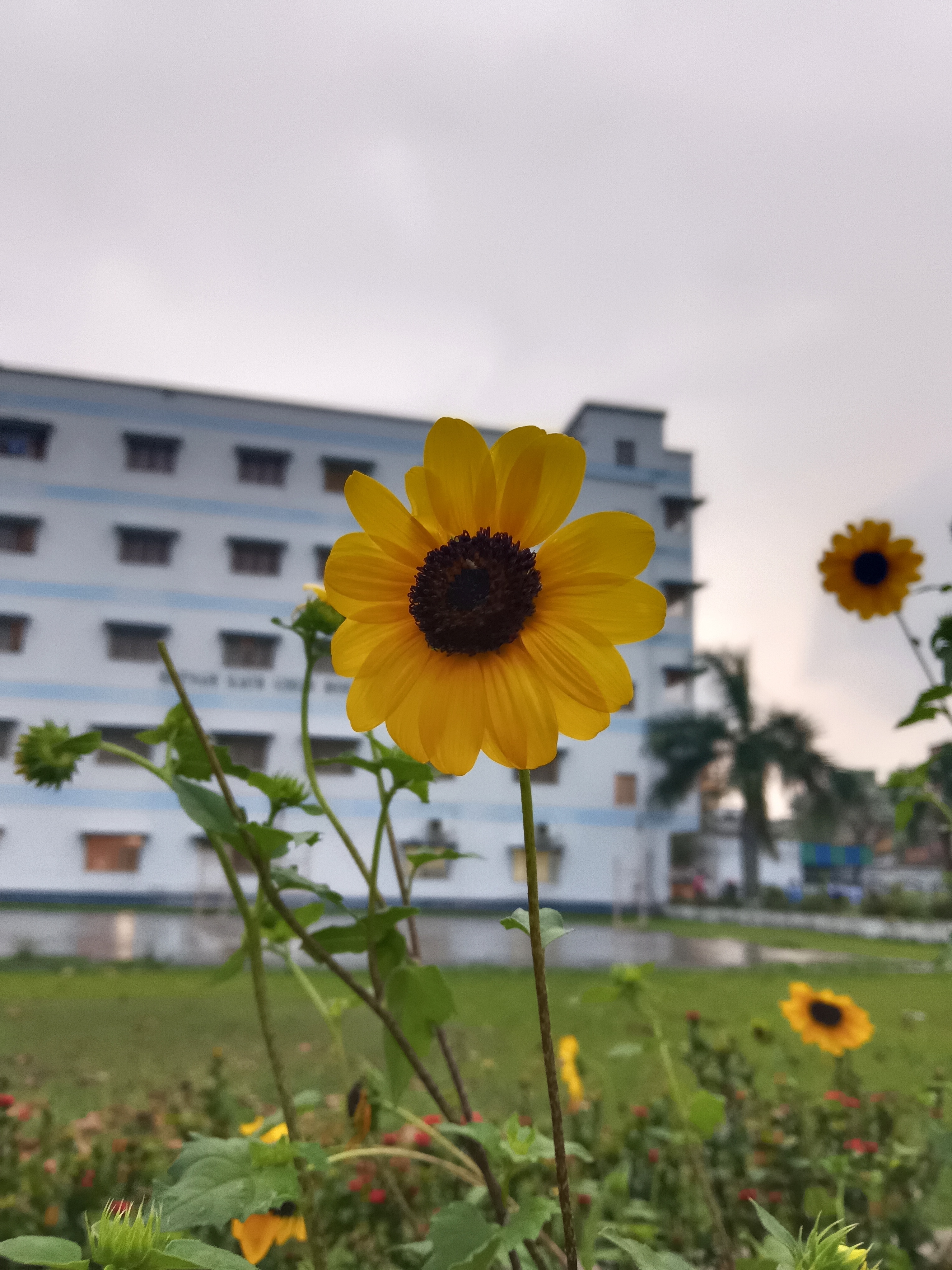 JIS University Campus photo (16) by Rohit Adhikary